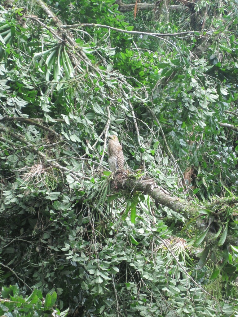 Tiger Herons From Heredia Province Puerto Viejo De Sarapiqui Costa