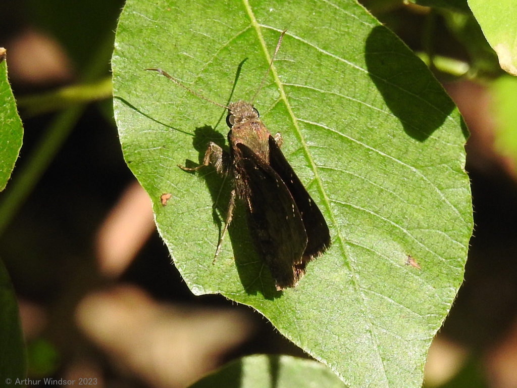 Cloudywings From House Mountain State Natural Area Tn Usa On July