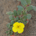 Beach Evening-Primrose - Photo (c) Eric in SF, all rights reserved, uploaded by Eric Hunt