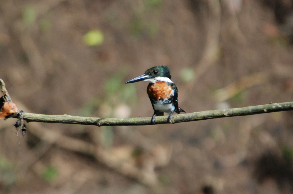 Green Kingfisher From Heredia Province Puerto Viejo De Sarapiqui