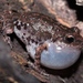 Peters' Shiny Peeping Frog - Photo (c) Samuel aréchaga, all rights reserved, uploaded by Samuel aréchaga