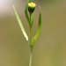 Lasthenia glaberrima - Photo (c) curiousgeorge61, todos los derechos reservados, uploaded by curiousgeorge61