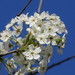 Callery Pear - Photo (c) Suzette Rogers, all rights reserved