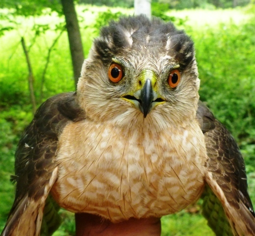 Cooper's Hawk (Birds Of Skiff Mountain South Preserve & Skiff Mountain ...