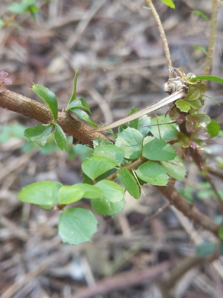 Orange Thorn From Denistone NSW 2114 Australia On August 17 2023 At