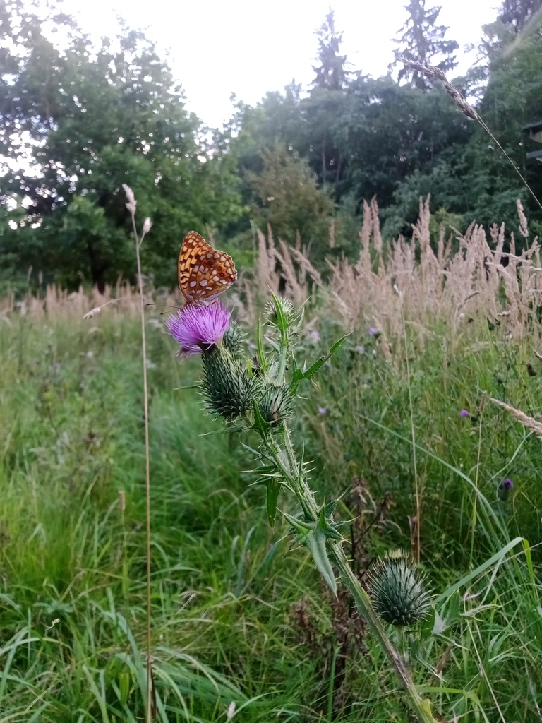 High Brown Fritillary From Forstenrieder Park Germany On August 17