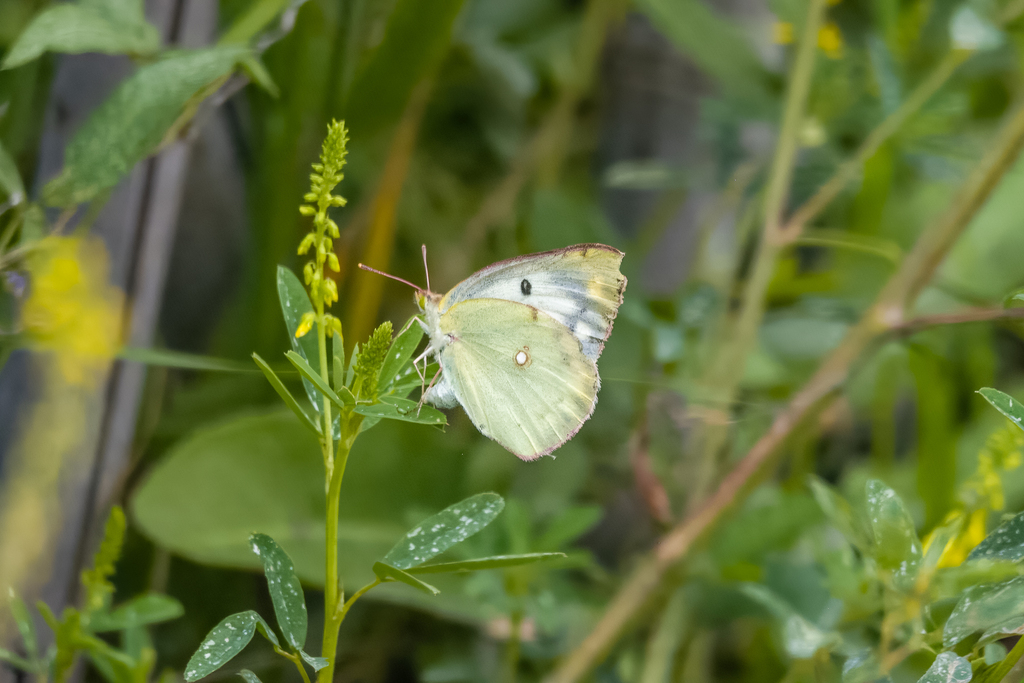 Colias Poliographus From Shuangqiao District Chengde Chengde Hebei