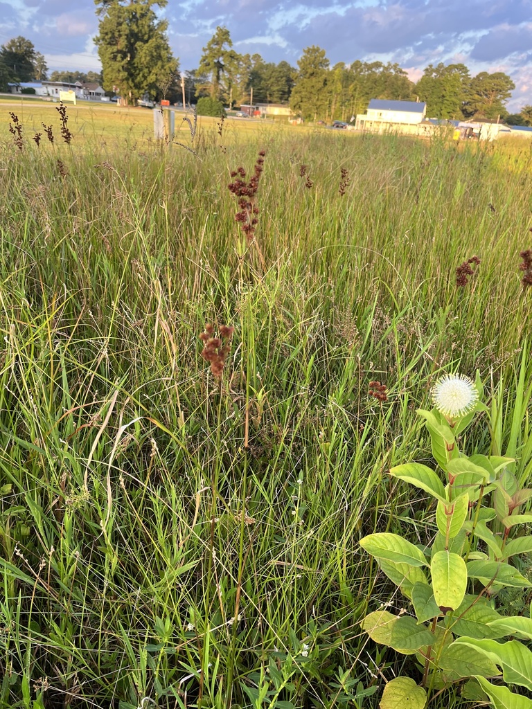 Grasses Sedges Cattails And Allies In August By Tyler Neitzey