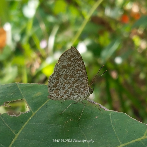 Allotinus Major Naturalista Mexico