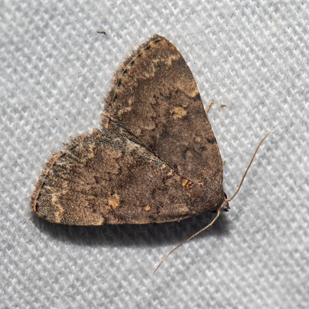 Common Idia Moth From Anne Arundel County Md Usa On August At