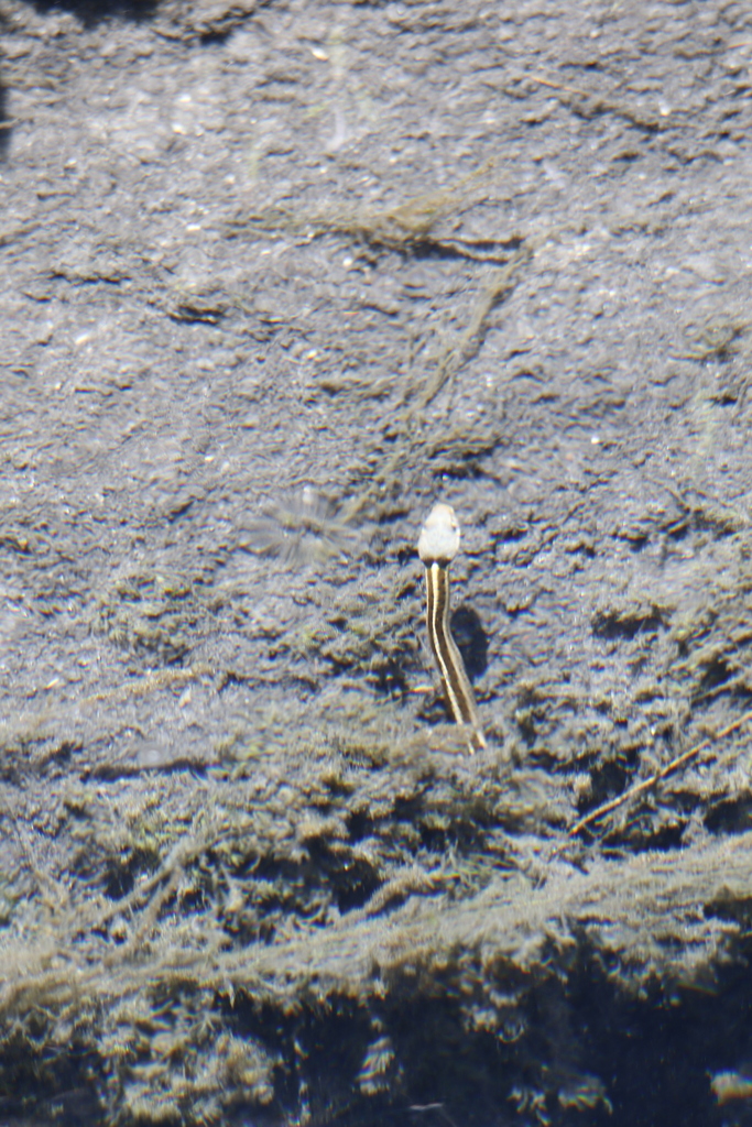 Black necked Garter Snake from Villa de Tamazulápam del Progreso Oax