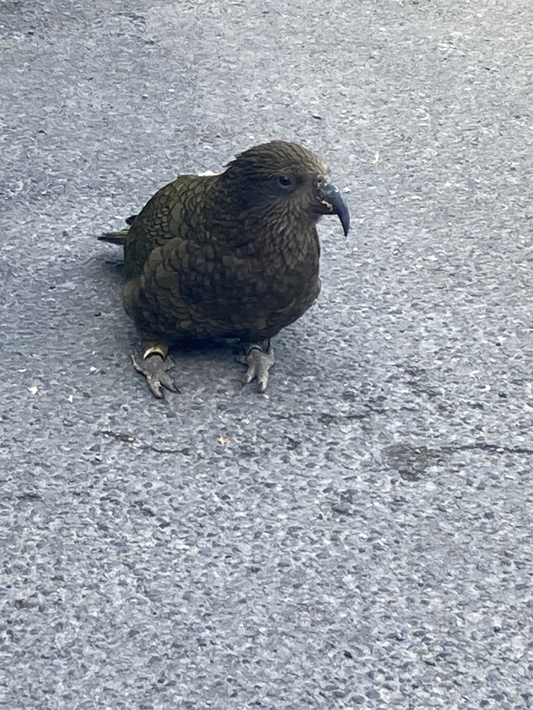 Kea From Arthurs Pass Selwyn Canterbury New Zealand On August 21