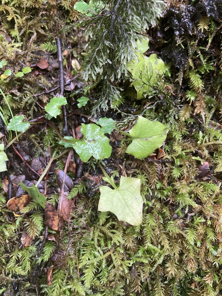 Wall Lettuce From Selwyn District Canterbury New Zealand On August 21