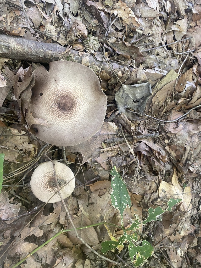 Common Gilled Mushrooms And Allies From Brown County State Park