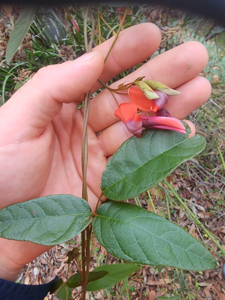 Dusky Coral Pea From East Lindfield Nsw Australia On August