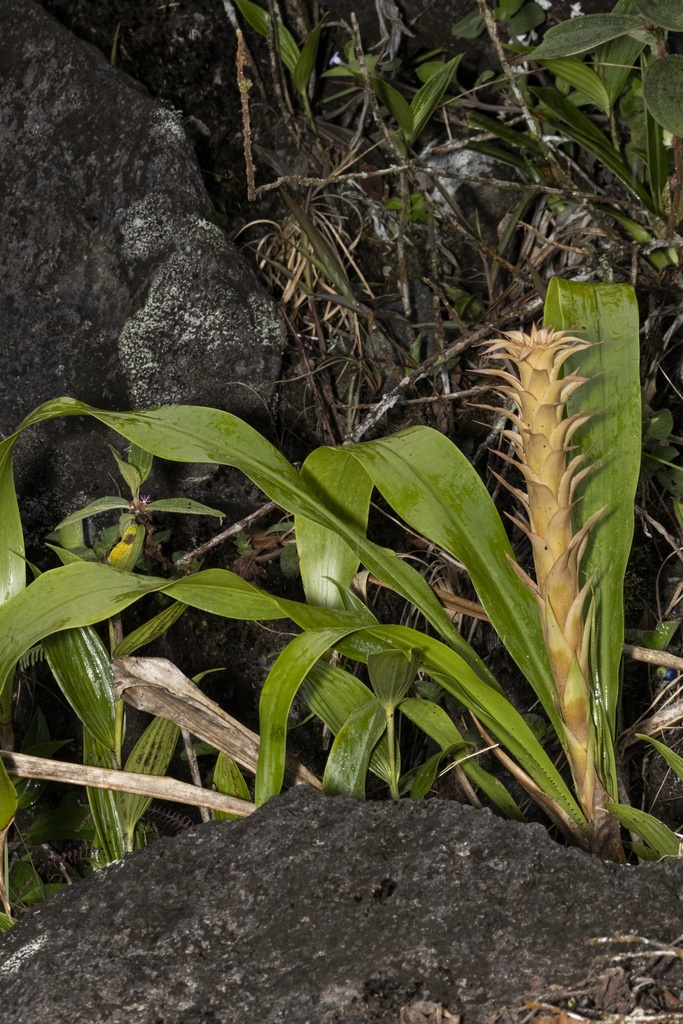 Pitcairnia Atrorubens From Arenal Volcano National Park San Carlos