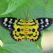 False Tiger Moth - Photo (c) WK Cheng, all rights reserved, uploaded by WK Cheng
