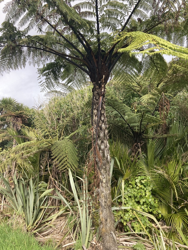 Black Tree Fern From Buller District West Coast New Zealand On August