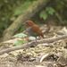 Bicolored Antpitta - Photo (c) Johnny Wilson, all rights reserved, uploaded by Johnny Wilson