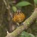 Slate-crowned Antpitta - Photo (c) Johnny Wilson, all rights reserved
