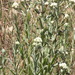 California Cudweed - Photo (c) invertboy, all rights reserved