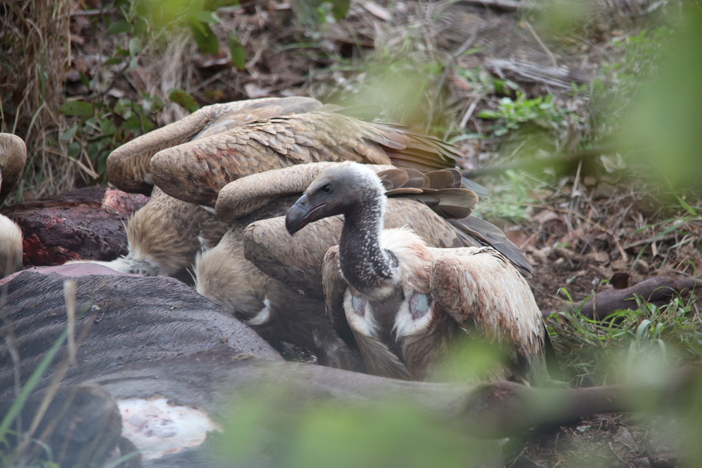 White Backed Vulture From Mopani District Municipality South Africa On