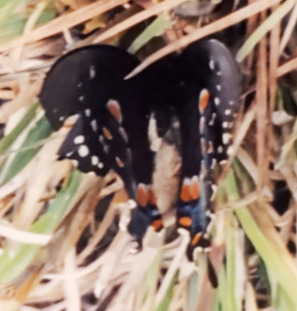 Spicebush Swallowtail From Montgomery County VA USA On April 20 2002