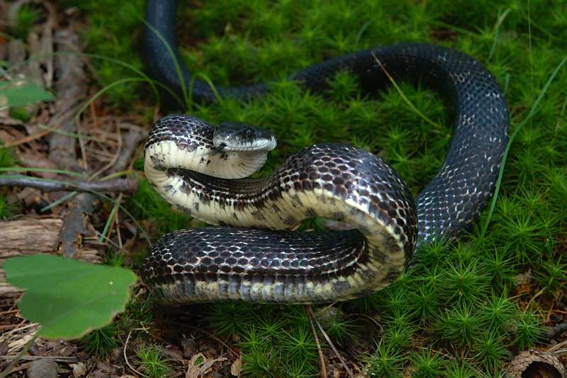 Eastern Gray Ratsnake Complex In August 2023 By Dariansantner INaturalist