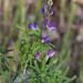 Collared Annual Lupine - Photo (c) Michelle C. Torres-Grant, all rights reserved, uploaded by Michelle C. Torres-Grant