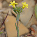 Upright Yellow-Flax - Photo (c) Tig, all rights reserved