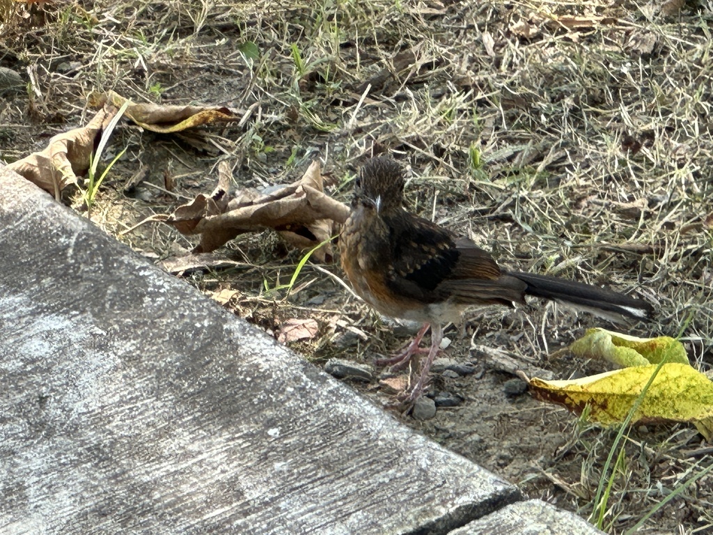 White Rumped Shama From Khh Tw On August At