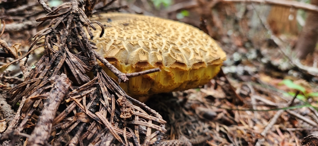 Western Bitter Bolete From Skamania County WA USA On August 28 2023