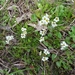 Palmer's Saxifrage - Photo (c) Eric Hunt, all rights reserved