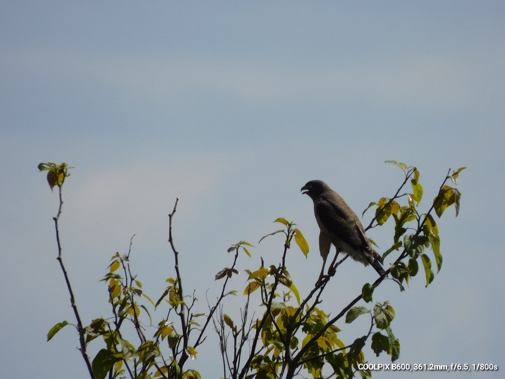 Roadside Hawk From Universidade Estadual Do Centro Oeste Campus