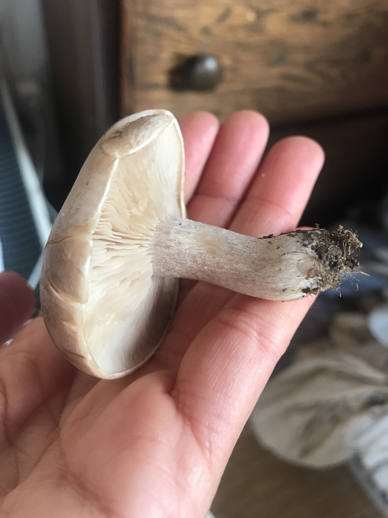 Common Gilled Mushrooms And Allies From Te Waipounamu South Island