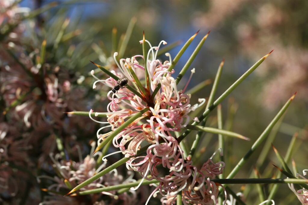 Bushy Needlewood From Canberra Central ACT Australia On September 2