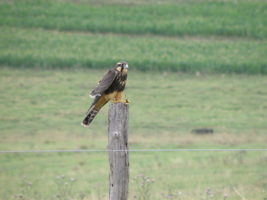 Aplomado Falcon from Córdoba Argentina on February 2 2012 at 02 56 PM