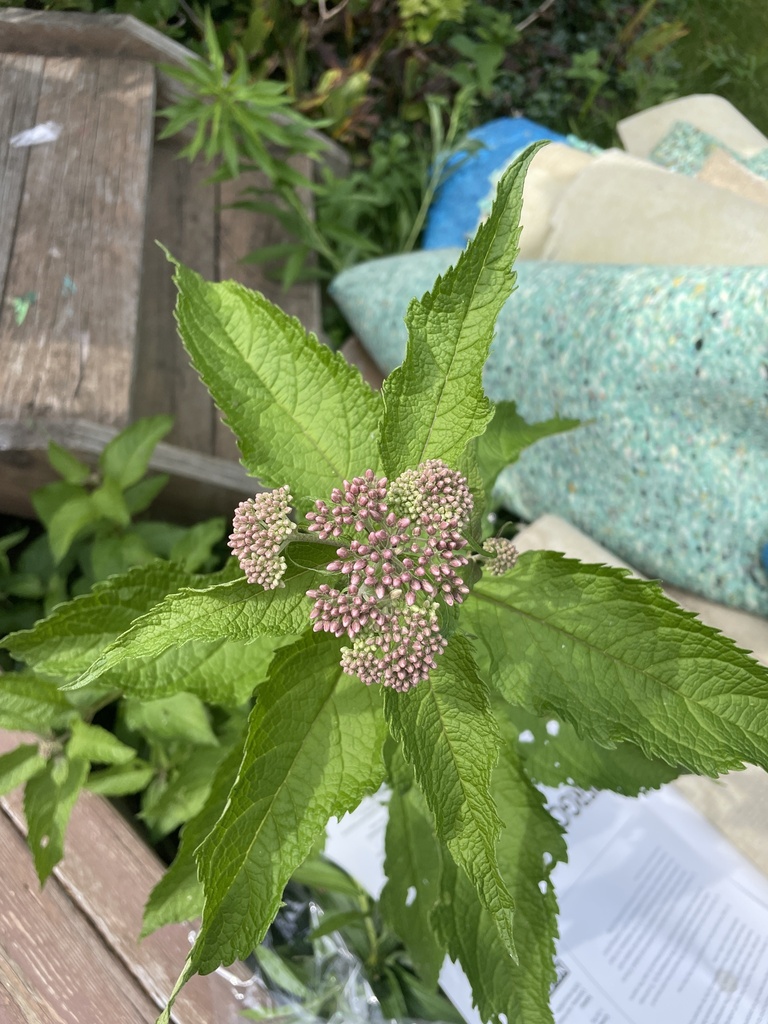 Coastal Plain Joe Pye Weed From Johnson Rd Canandaigua NY US On