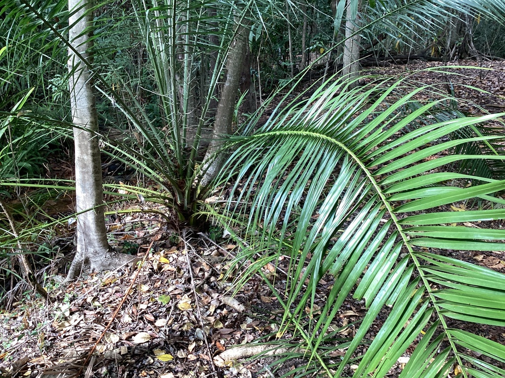 Vascular Plants From Indooroopilly Au Ql Au On September At