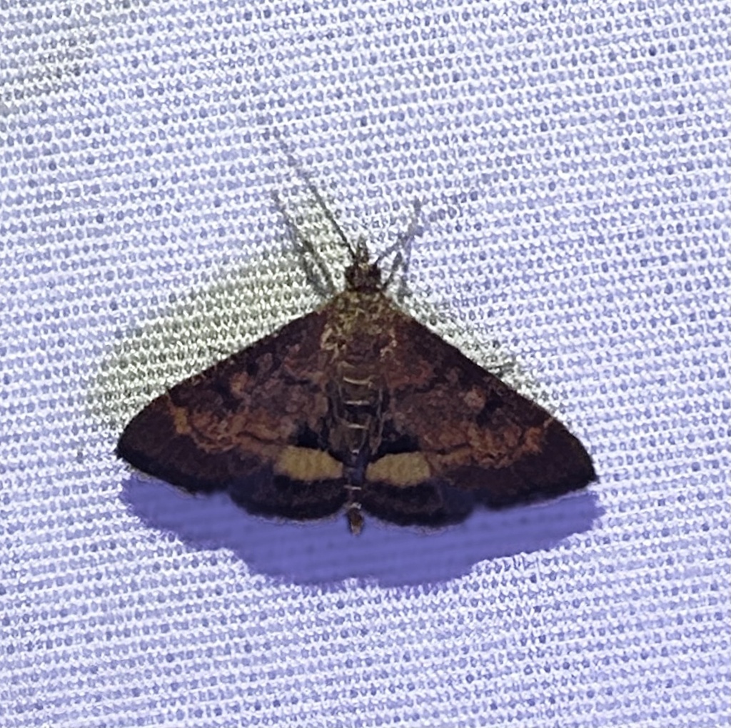 California Pyrausta Moth From Buena Vista Way Berkeley CA US On