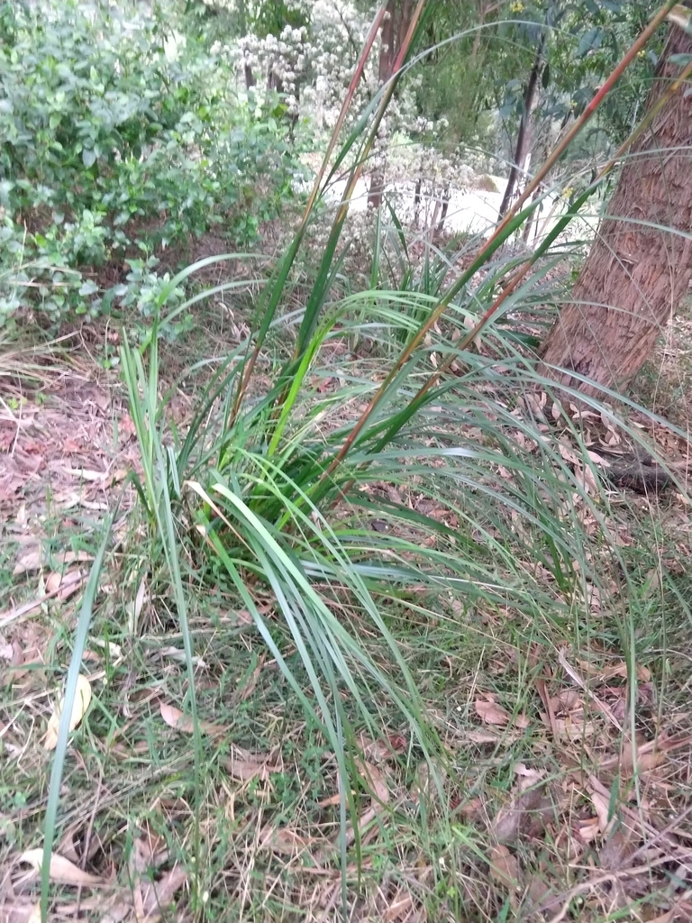 Red Fruit Saw Sedge From Monbulk VIC 3793 Australia On September 4