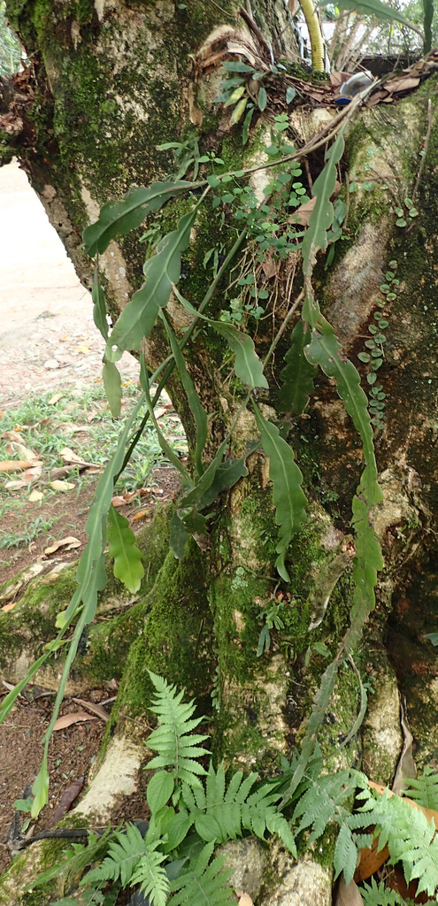 Epiphyllum Phyllanthus From Estr Parque Nacional Itatiaia Rj