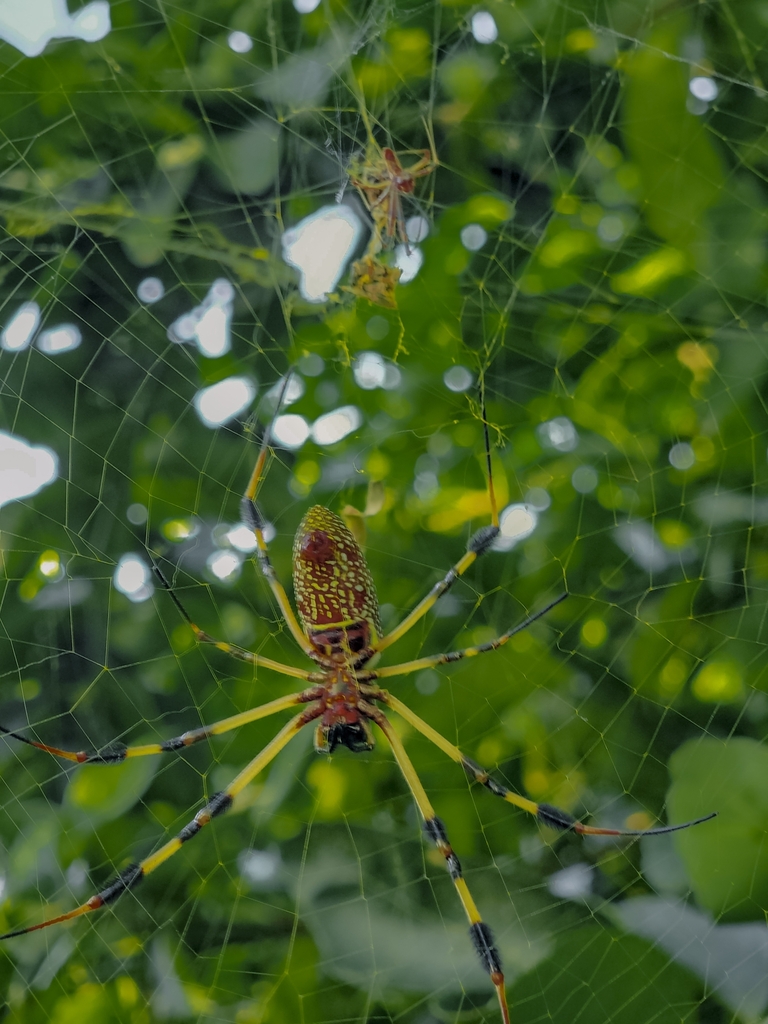 Golden Silk Spider From Eap El Zamorano Valle Del Yeguare San