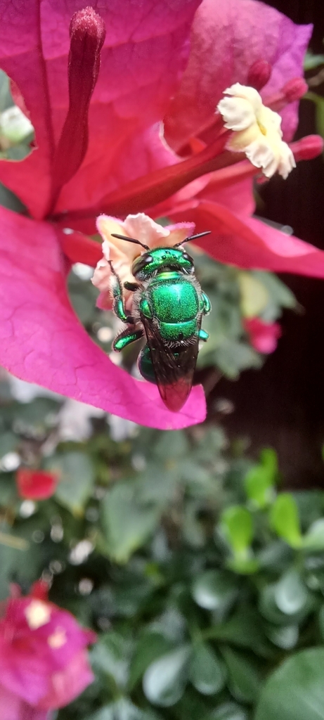 Typical Orchid Bees From Campo Grande Rio De Janeiro Rj