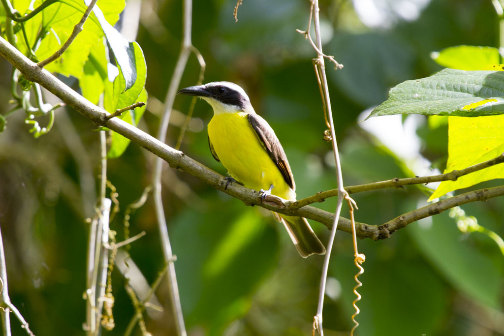 Boat Billed Flycatcher From Lim N Costa Rica On October At