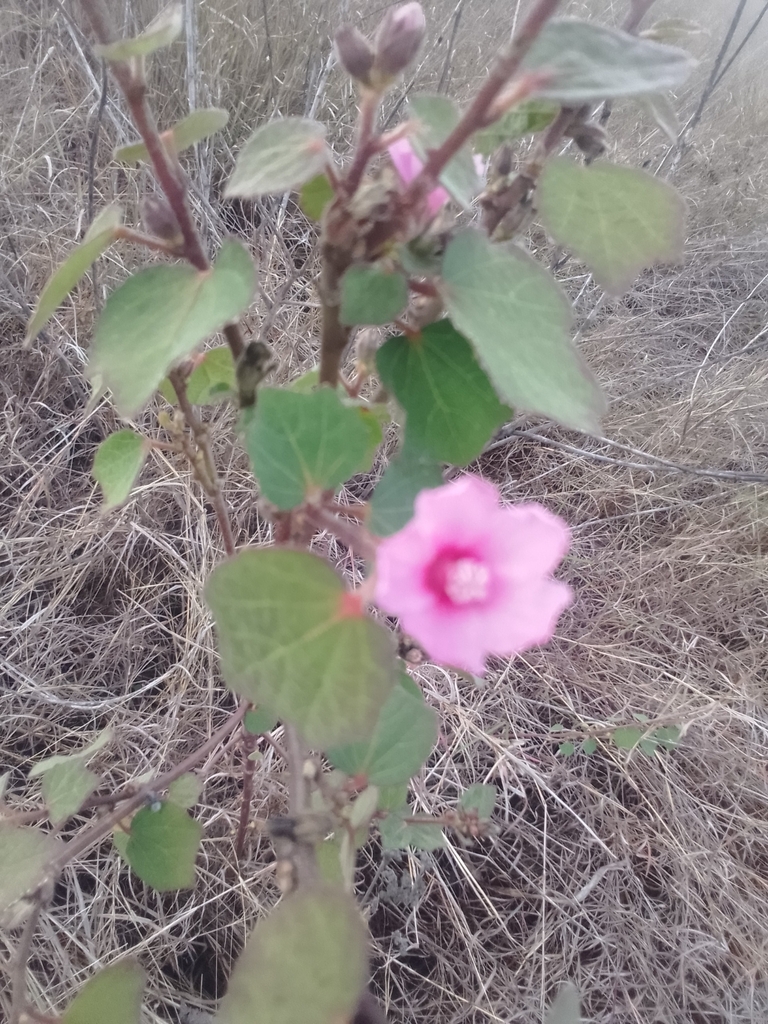 Caesar Weed From Kunwarara QLD 4702 Australia On September 8 2023 At