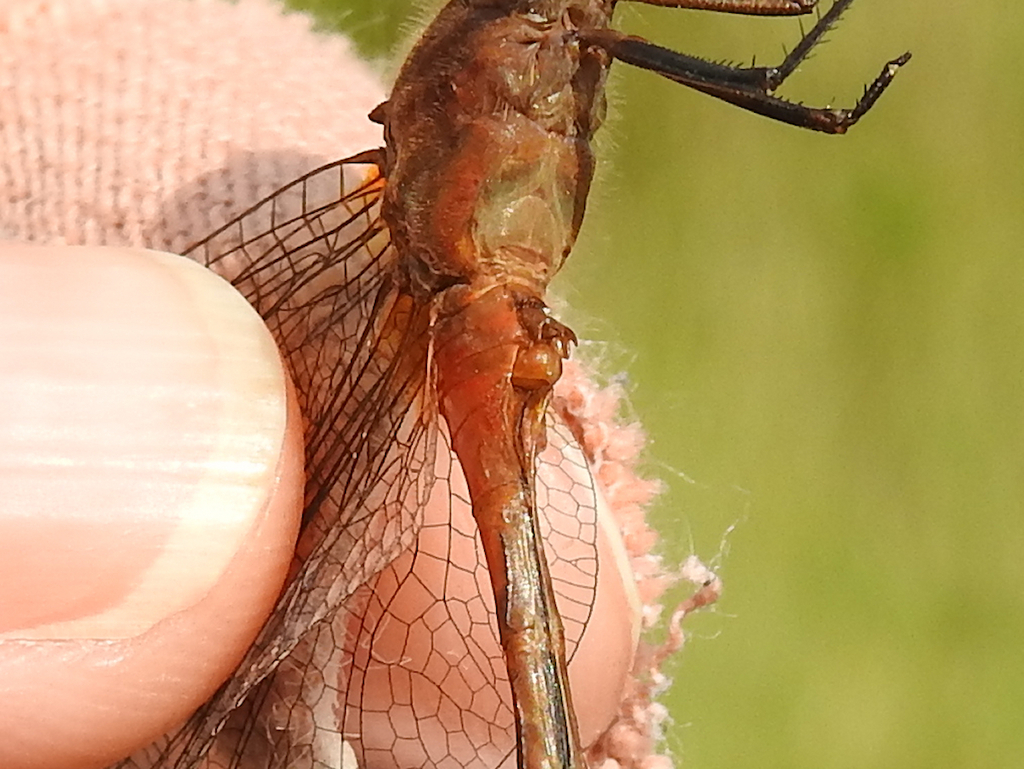 Ruby Meadowhawk From Peer S Wetland Chatham Kent ON Canada On