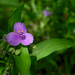 Ernest's Spiderwort - Photo (c) Eric Hunt, all rights reserved