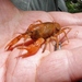 Upland Burrowing Crayfish - Photo (c) Pete and Noe Woods, all rights reserved, uploaded by Pete and Noe Woods