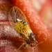 Lemonade Berry Psyllid - Photo (c) Alice Abela, all rights reserved